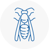 Washington Wasp Nest Removal